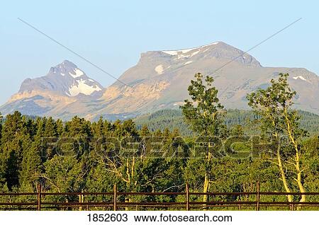 Stock Image - East Glacier, Glacier National Park, Montana, USA; Treetops against mountain glacier. Fotosearch