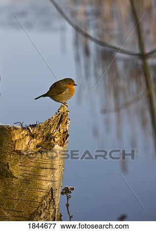 Stock Photo - England; Robin perched on tree trunk. Fotosearch