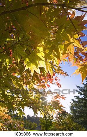 Stock Photograph - Fall colored leaves. Fotosearch