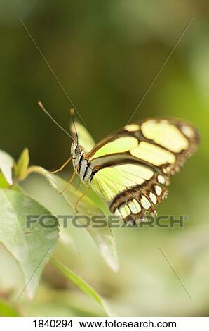 Picture - False Malachite Butterfly, Portland, Oregon, USA . Fotosearch