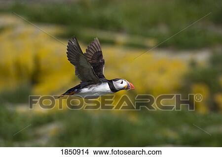Picture - Farne Islands, England; Puffin in flight. Fotosearch