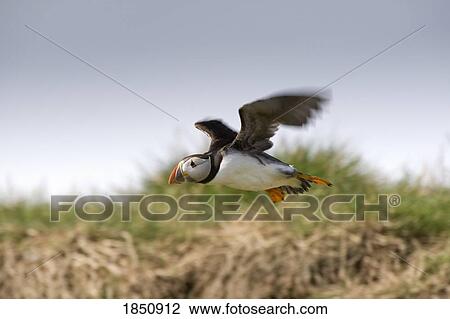 Farne Islands, England; Puffin in flight View Large Photo Image Stock Image - Farne Islands, England; Puffin in flight. Fotosearch