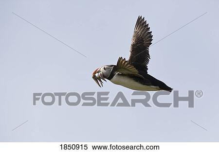 Stock Photography - Farne Islands, England; Puffin in flight. Fotosearch