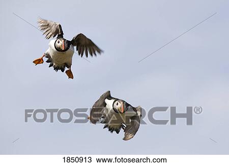 Stock Image - Farne Islands, England; Puffins in flight. Fotosearch