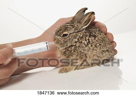 Stock Photograph - Feeding bunny with syringe. Fotosearch