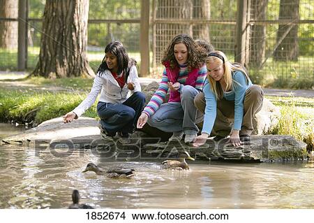 Feeding ducks; Three girls feeding ducks View Large Photo Image Picture - Feeding ducks; Three girls feeding ducks. Fotosearch