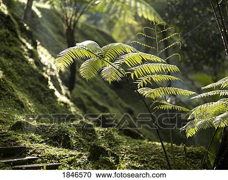 Stock Image - Ferns. Fotosearch