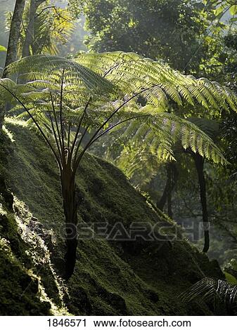 Ferns View Large Photo Image Stock Image - Ferns. Fotosearch