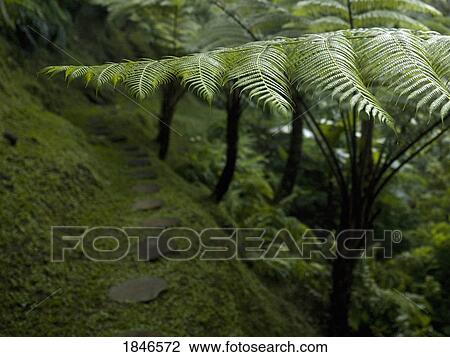 Stock Image - Ferns. Fotosearch