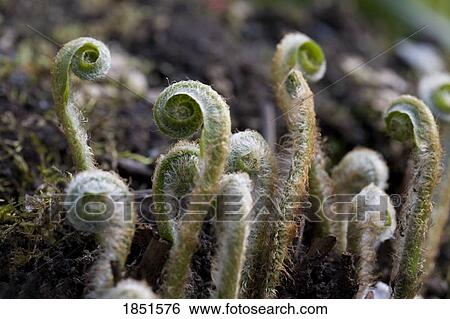 Fiddlehead ferns sprouting View Large Photo Image Stock Photograph - Fiddlehead ferns sprouting. Fotosearch
