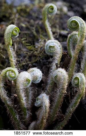 Stock Photo - Fiddlehead ferns. Fotosearch