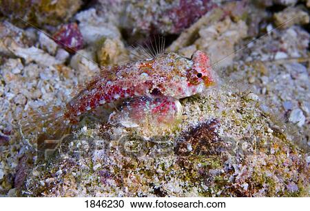 Fiji; Goby on reef bottom View Large Photo Image Stock Image - Fiji; Goby on reef bottom . Fotosearch