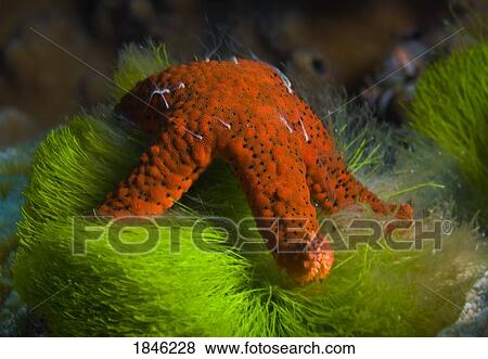 Fiji; Starfish feeding on Algae View Large Photo Image Stock Photo - Fiji; Starfish feeding on Algae . Fotosearch
