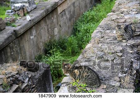 Florence, Italy; cats living in ruins View Large Photo Image Stock Photo - Florence, Italy; cats living in ruins. Fotosearch