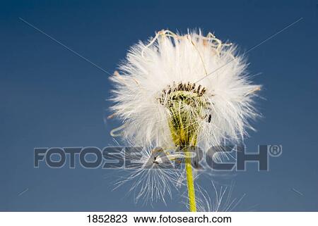 Flower; Dandelion (Taraxacum officinale) View Large Photo Image Stock Image - Flower; Dandelion (Taraxacum officinale) . Fotosearch