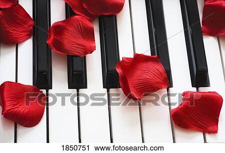 Flower petals on piano keys View Large Photo Image Stock Image - Flower petals on piano keys. Fotosearch