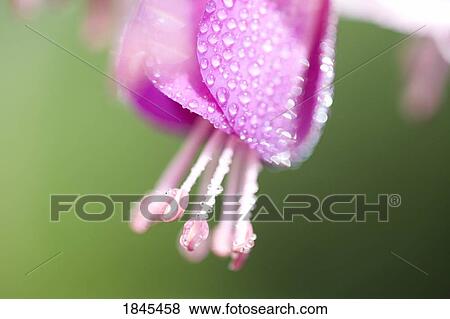 Stock Photo - Flower. Fotosearch