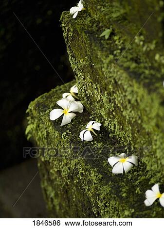 Stock Photograph - Flowers on moss covered steps. Fotosearch