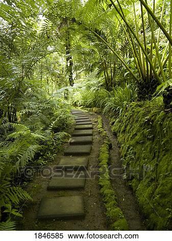 Forest path; Ubud, Bali, Indonesia View Large Photo Image Stock Photography - Forest path; Ubud, Bali, Indonesia. Fotosearch