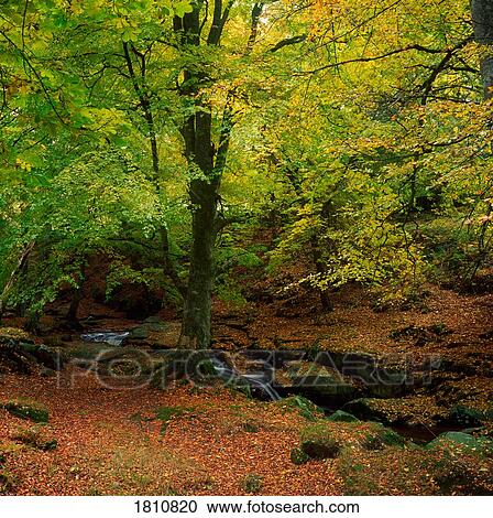 Stock Image - Forest. Fotosearch
