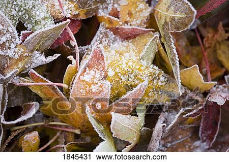 Stock Image - Frost on fall leaves. Fotosearch