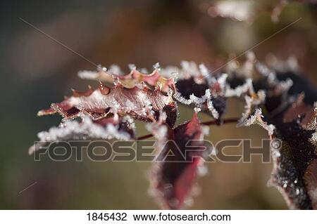Stock Image - Frosty leaves. Fotosearch