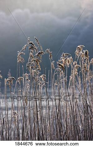 Frozen reeds at the shore of a lake, Cumbria, England View Large Photo Image Stock Photograph - Frozen reeds at the shore of a lake, Cumbria, England. Fotosearch