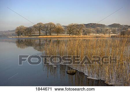 Frozen water around reeds at shoreline, Cumbria, England View Large Photo Image Stock Image - Frozen water around reeds at shoreline, Cumbria, England. Fotosearch