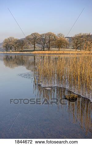 Frozen water around reeds at shoreline, Cumbria, England View Large Photo Image Stock Image - Frozen water around reeds at shoreline, Cumbria, England. Fotosearch