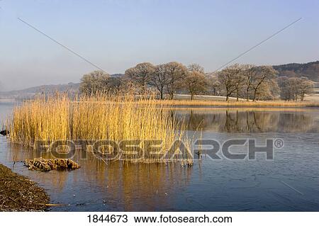 Stock Image - Frozen water around reeds at shoreline, Cumbria, England. Fotosearch