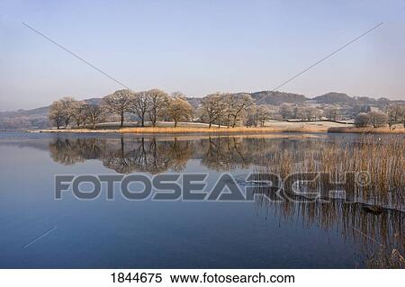 Frozen water around reeds at shoreline, Cumbria, England View Large Photo Image Stock Photography - Frozen water around reeds at shoreline, Cumbria, England. Fotosearch
