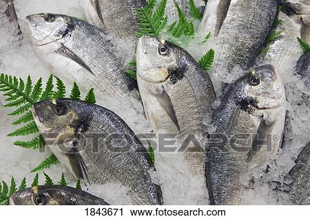 Gilt-head bream on ice and for sale in fish shop View Large Photo Image Stock Image - Gilt-head bream on ice and for sale in fish shop. Fotosearch