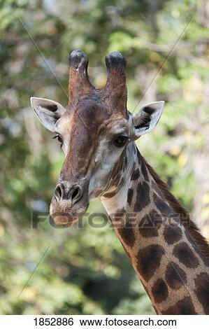 Stock Photograph - Giraffe head; Close up of a giraffe's face. Fotosearch