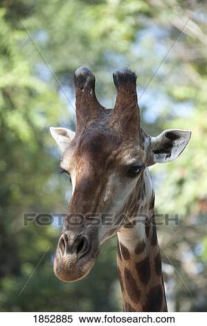 Giraffe head; Close up of a giraffe's face View Large Photo Image Stock Photography - Giraffe head; Close up of a giraffe's face. Fotosearch