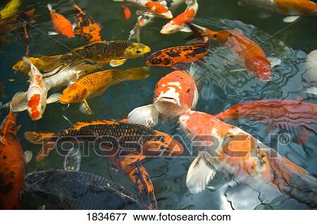 Stock Photo - Goldfish (Carassius auratus) in a fish pond. Fotosearch