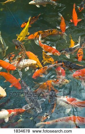 Goldfish (Carassius auratus)in a fish pond View Large Photo Image Stock Photo - Goldfish (Carassius auratus)in a fish pond. Fotosearch