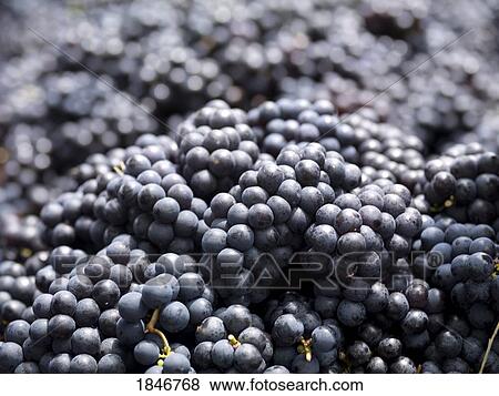 Stock Photo - Grapes; Bunches of piled grapes. Fotosearch