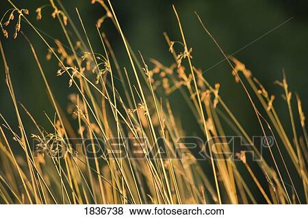 Grasses View Large Photo Image Stock Photo - Grasses. Fotosearch