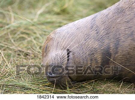 Gray Seal (Halichoerus grypus), Donna Nook, Lincolnshire, England; Seal lying on the ground View Large Photo Image Picture - Gray Seal (Halichoerus grypus), Donna Nook, Lincolnshire, England; Seal lying on the ground. Fotosearch