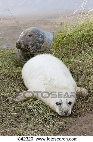 Gray Seal (Halichoerus grypus), Donna Nook, Lincolnshire, England; Adult and baby seal View Large Photo Image Stock Image - Gray Seal (Halichoerus grypus), Donna Nook, Lincolnshire, England; Adult and baby seal. Fotosearch