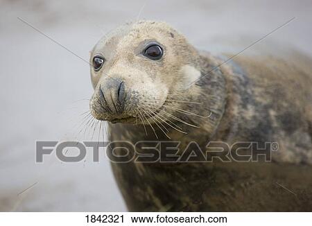Gray Seal (Halichoerus grypus), Donna Nook, Lincolnshire, England; Seal portrait View Large Photo Image Stock Image - Gray Seal (Halichoerus grypus), Donna Nook, Lincolnshire, England; Seal portrait. Fotosearch