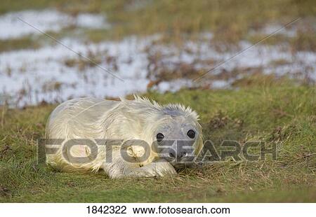 Gray Seal (Halichoerus grypus), Donna Nook, Lincolnshire, England; Baby seal View Large Photo Image Stock Image - Gray Seal (Halichoerus grypus), Donna Nook, Lincolnshire, England; Baby seal. Fotosearch