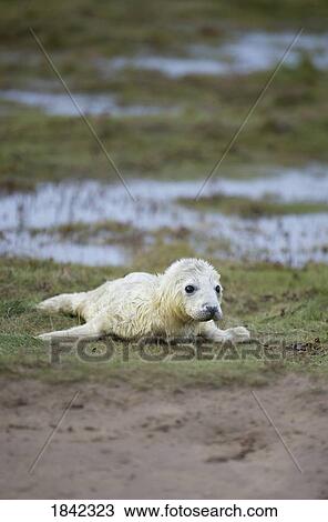 Stock Image - Gray Seal (Halichoerus grypus), Donna Nook, Lincolnshire, England; Baby seal playing on the ground. Fotosearch