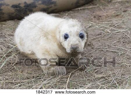Gray Seal (Halichoerus grypus); Newborn seal View Large Photo Image Stock Photo - Gray Seal (Halichoerus grypus); Newborn seal. Fotosearch