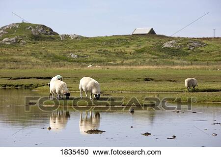 Grazing sheep View Large Photo Image Stock Image - Grazing sheep. Fotosearch