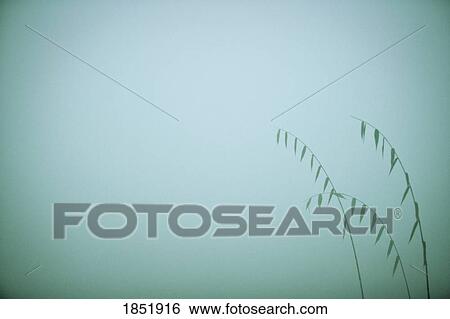 Stock Photograph - Green background with leaves in the corner. Fotosearch