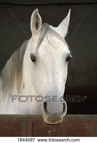 Grey horse in a stable View Large Photo Image Stock Photo - Grey horse in a stable. Fotosearch