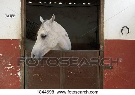 Grey horse in a stable View Large Photo Image Stock Photo - Grey horse in a stable. Fotosearch