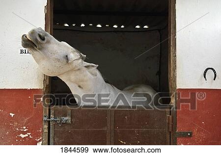 Grey horse in a stable View Large Photo Image Stock Photo - Grey horse in a stable. Fotosearch