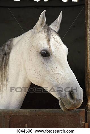 Grey horse in a stable View Large Photo Image Stock Photograph - Grey horse in a stable. Fotosearch